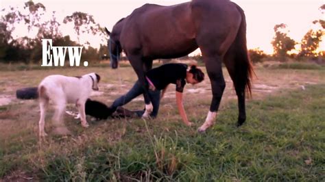 Horse <strong>Mount</strong> 10860 views 97%; 00:11. . Girl mounting bestiality video